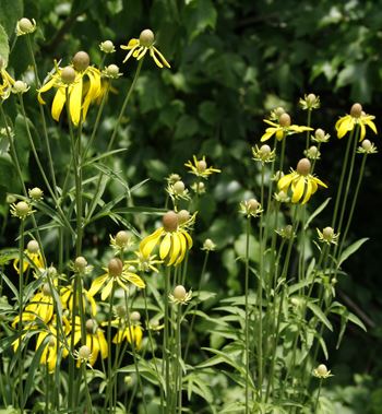 tall yellow daisies in front of green foliage