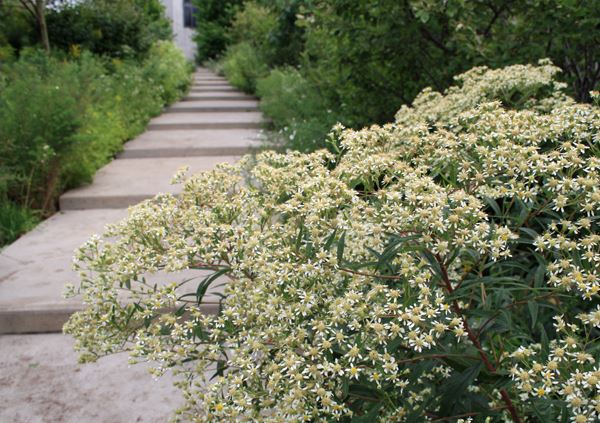 White fall aster leaning over long concrete steps, framed with wildflower plantings. There is a building at the top of the stairs.